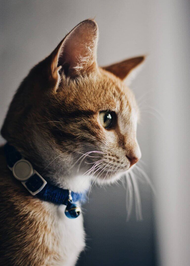 Kattehalsbånd – hvordan du lærer din kat at bruge det