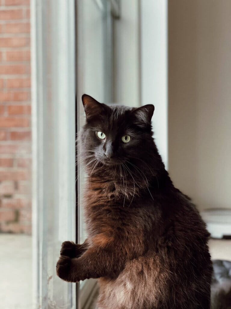 Kattelem – hvilken skal jeg vælge?