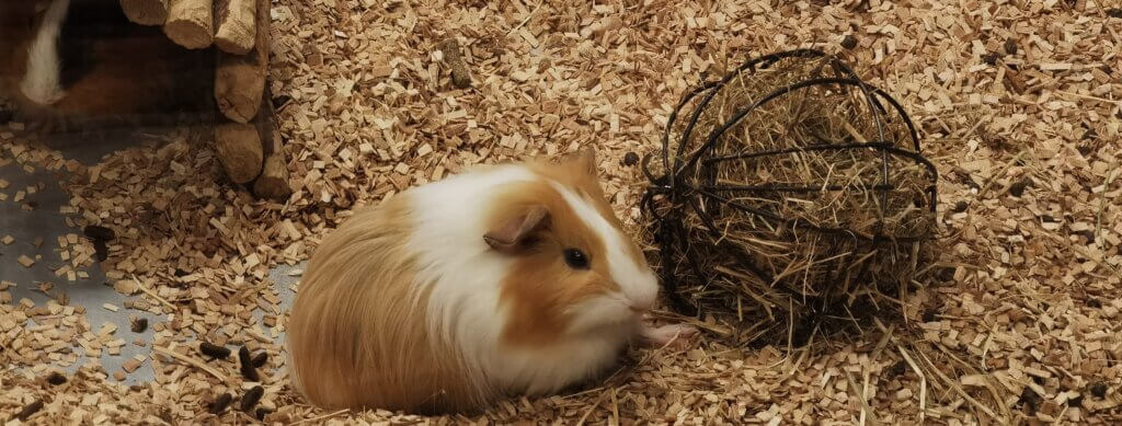 Indretning af marsvinebur