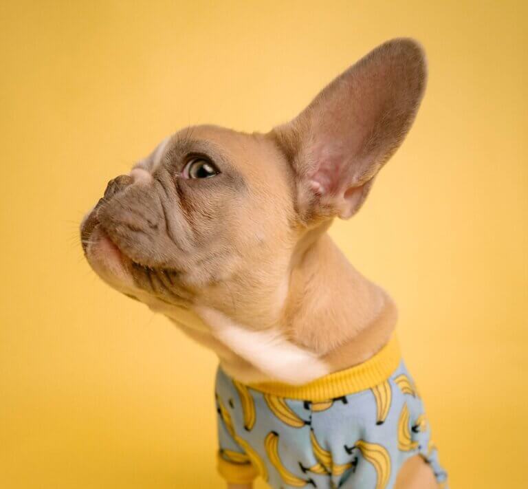 Sådan renser du øre på din hund
