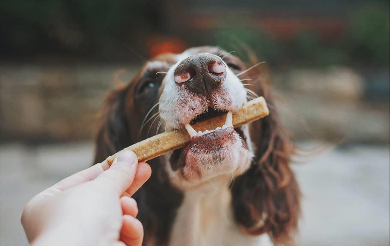 Tandrensende godbidder til hunde