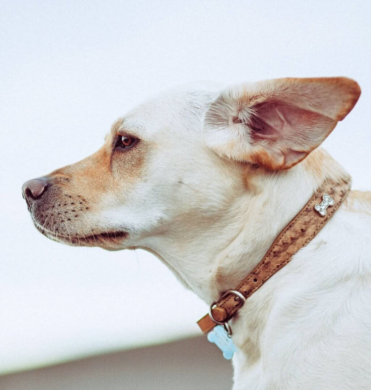 Hundesprog – Misforstået kommunikation