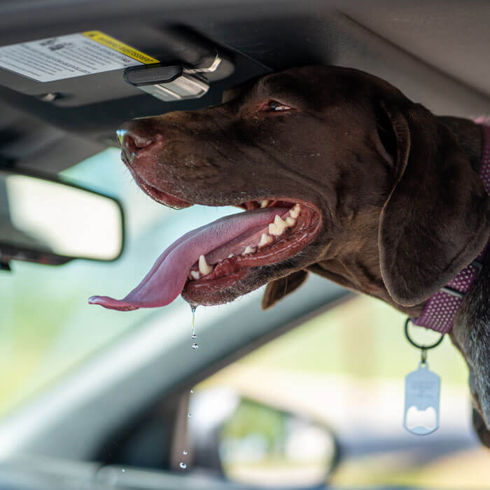 Kæledyr i bilen – hvad siger loven