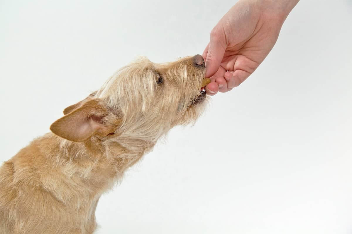 5 geniale indendørsaktiviteter til din hund