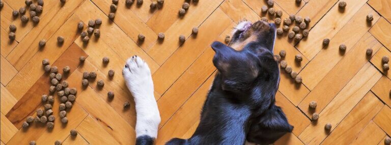 Hvad skal hundefoder indeholde?