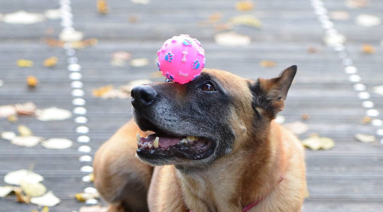 Sjove tricks til din hund