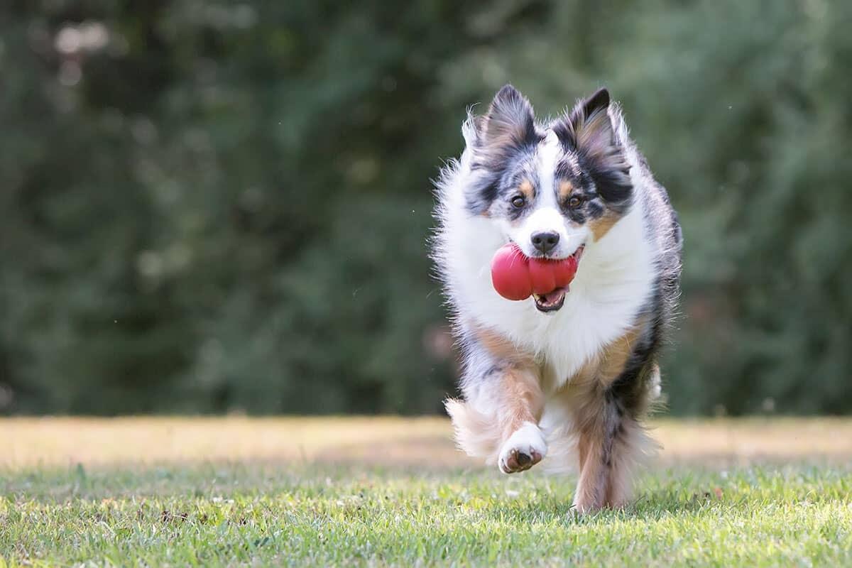 Opskrifter på fyld til Kong Original