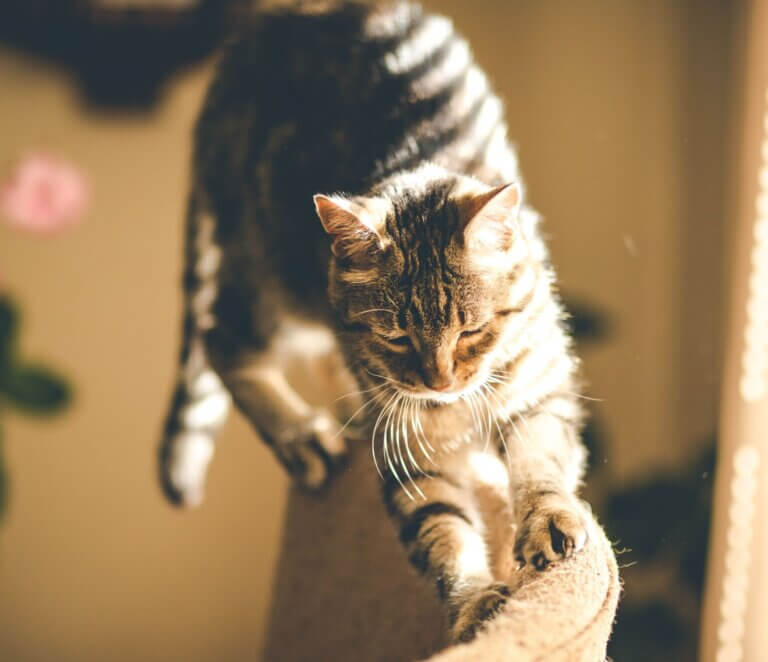 Katten hvæsser sine kløer – hjælp!