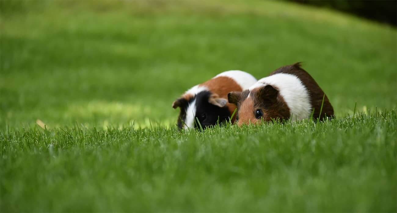Marsvin bur – hvordan du indretter det
