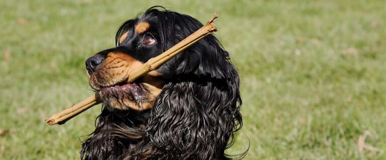 Pelspleje af Spaniel