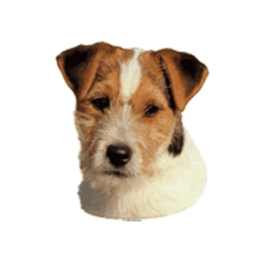 Klistermærker hunderacer med J, Lille