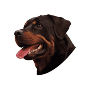 Klistermærker hunderacer med R, Stor