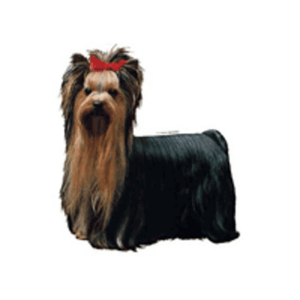 Klistermærker Yorkshirre Terrier, Lille