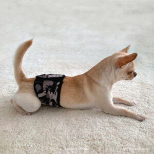 JustinCase Male Wrap for dogs Camo