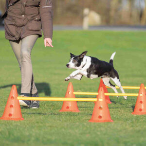 Hund springer