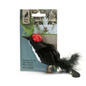 Kitty play Black bird med chiplyd