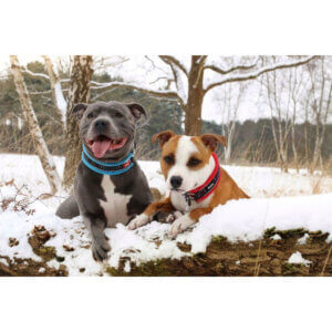 RATIA Fleece halsbånd Turkis