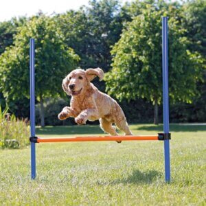 Agility spring