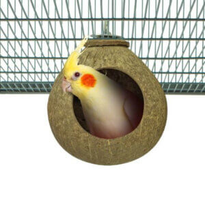 Back Zoo Nature Coconut House