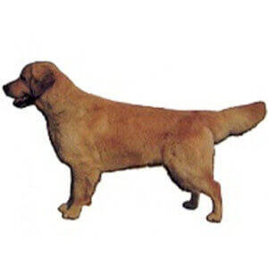 Dekal Golden Retriever stående lille 4stk