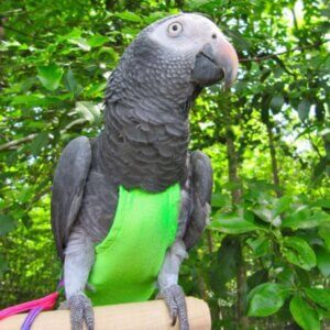 FlightSuit Flyvedragt til fugle Large