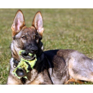 Klikkertræning for begynder -del 1