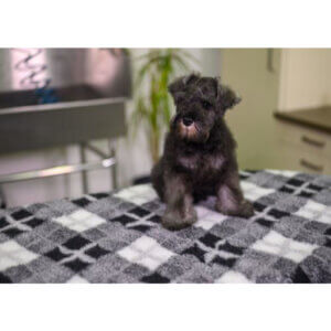 Show tech Vet bed Tæppe 150x100cm Harlekin