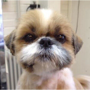 Klip af ansigt på Shih Tzu og andre små pelshunde