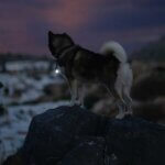 orbiloc-dog-dual-dark-hund