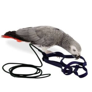 The Aviator Fuglesele og snor Medium