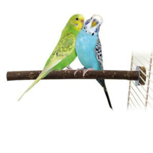 Træpind til fuglebur Large - 40cm