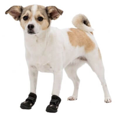 walker-hund_default.jpg