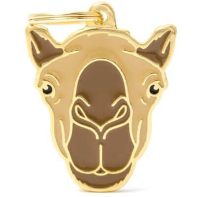 zoo-camel11_default.jpg