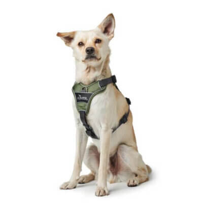 Hunter-Divo-hundsele-on-hund