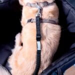 Ibiyaya-No-Shock!-Bungee-line-sort