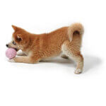 Petit-Balu-med-hund