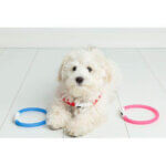 Hundehalsbånd lys flash