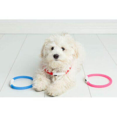 Hundehalsbånd lys flash