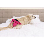 finnero ballerina 12