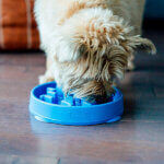 slow feed skål mini 2