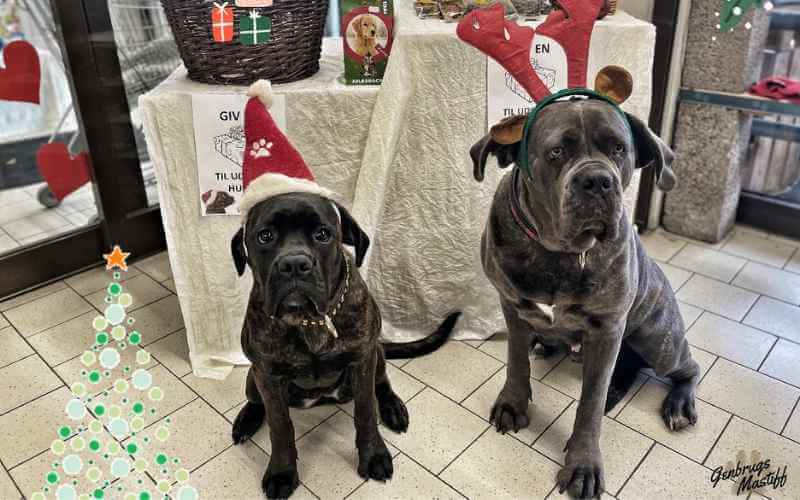 Vi støtter GenbrugsMastiff