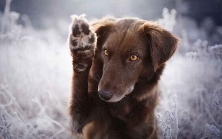 Beskyt hundepoterne med potevoks og hundesko