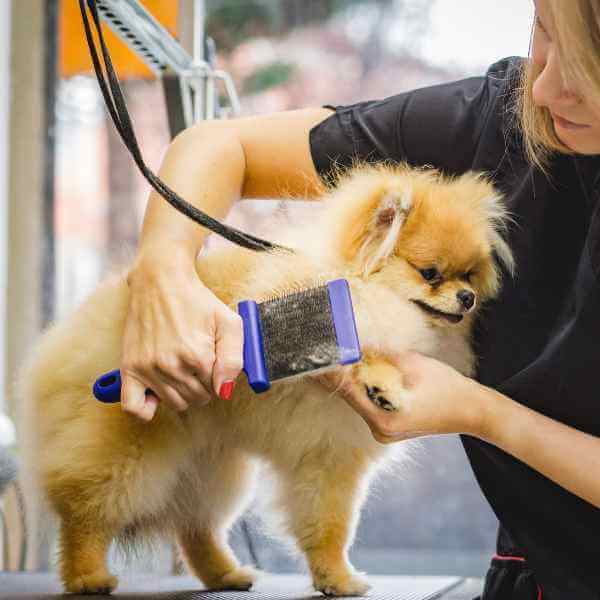 Børst din hund jævnligt for at udrede filter