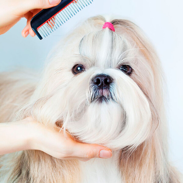 Udredning af filter på din hund