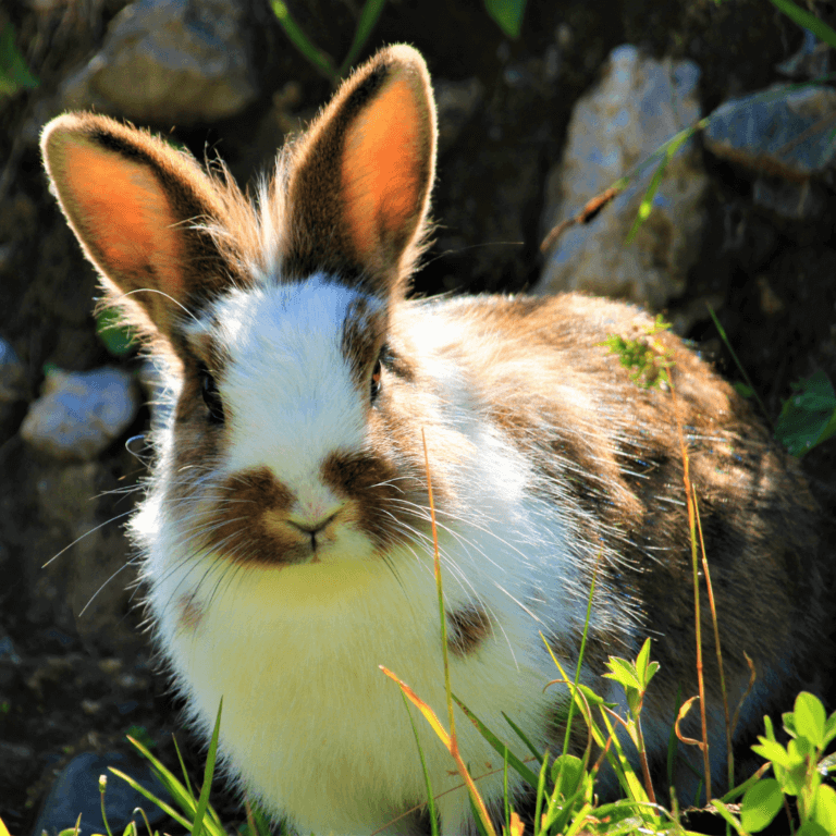 DIY Aktiver din kanin