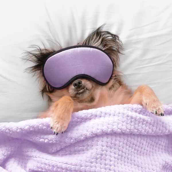 Hvilken hundeseng er bedst?