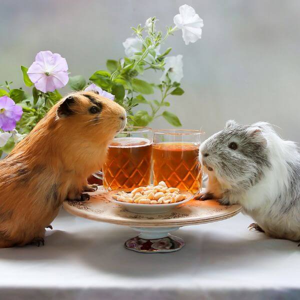 Hvad fodrer du din kanin og gnaver med?