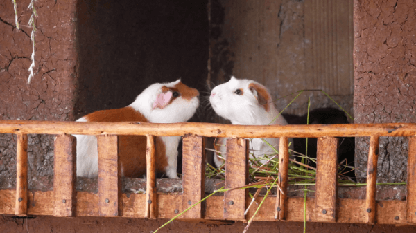 Hvad skal jeg bruge til mit marsvin?