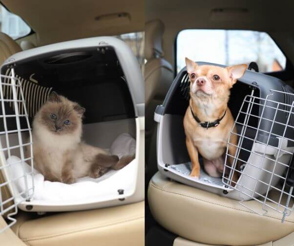 Væn dit kæledyr til transportkassen