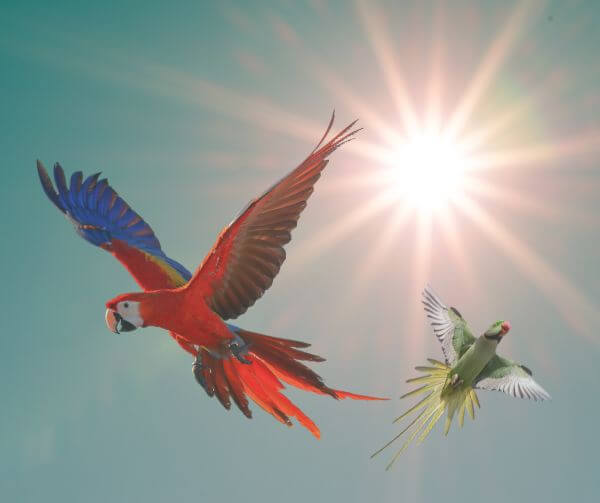 Fugle har brug for sollys